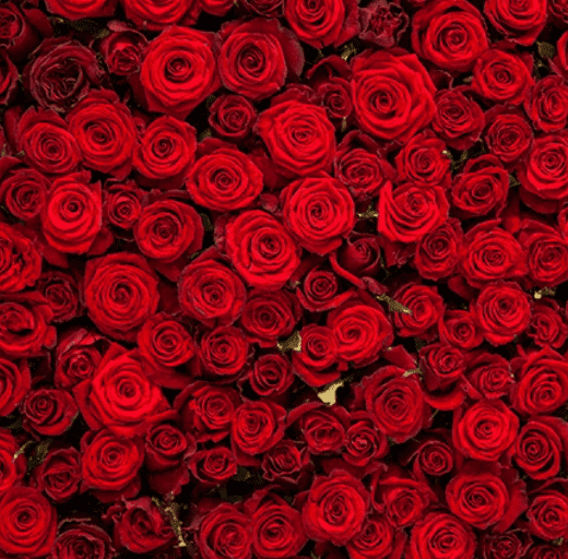 Rose Entry